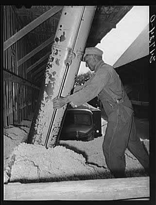 Worker Unloading Cottonseed